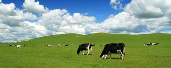 通辽车牌号什么字母