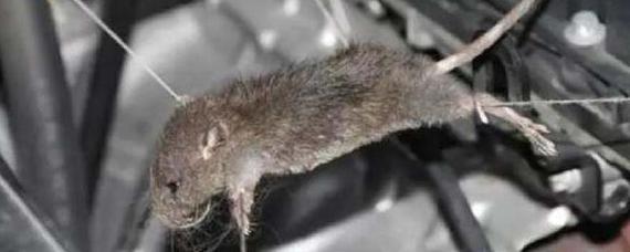 发动机仓进老鼠了咋办